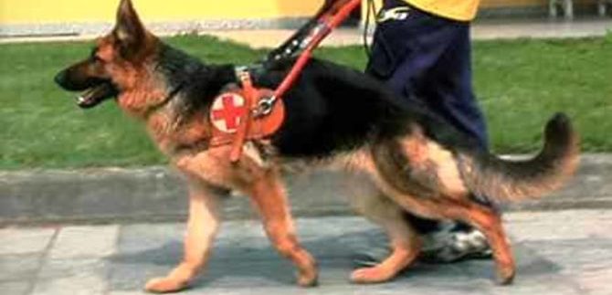 Autostrade per l’Italia, partita la campagna di sensibilizzazione per i cani guida.