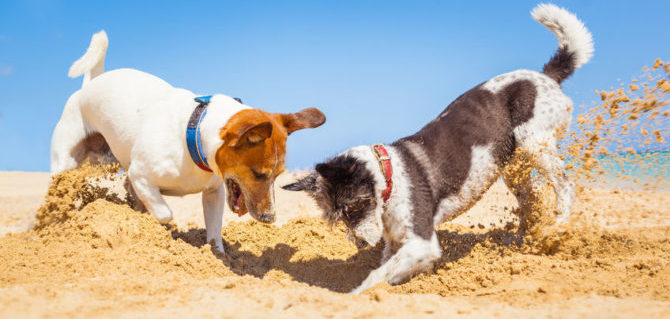 40575361 - jack russell couple of dogs digging a hole in the sand at the beach on summer holiday vacation, ocean shore behind
