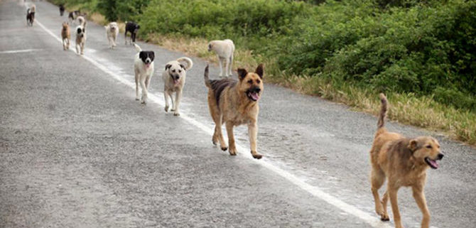 Incidente auto “provocato” da un cane randagio, a chi compete la responsabilità?