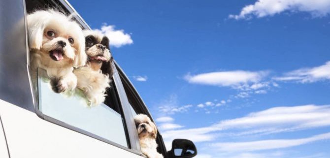 In vacanza con il cane, consigli utili per un soggiorno rilassante.