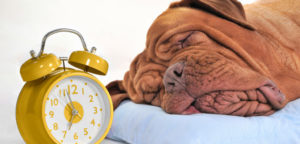 cani tempo e1499842424596