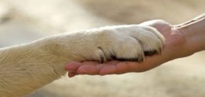 diritti animali1 e1499663838576