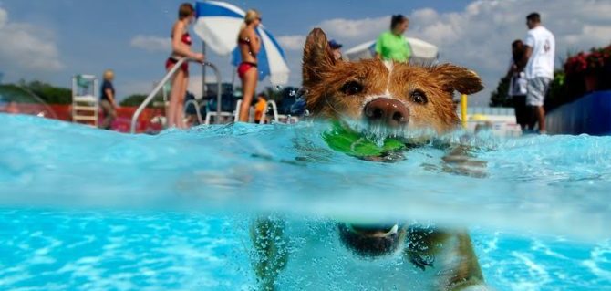 Ditellandia, il Dog Water Park: un acquapark con piscina riservata ai cani.