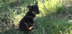 ibridazione lupo e1499183948568