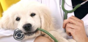 mondofido alterazioni emostasi cane e1501220757934