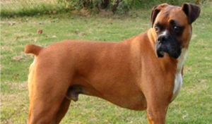 mondofido cardiopatie e1499381119868