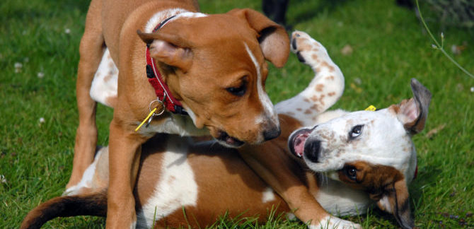 La dissocializzazione nel cane