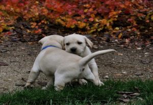 mondofido iperattività del cucciolo