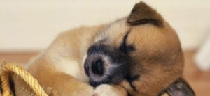 mondofido ipersensibilità del cucciolo e1499172808192