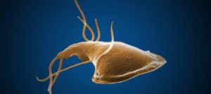 mondofido la giardiasi