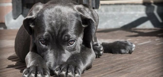 Le malattie del sangue nel cane – Le anemie