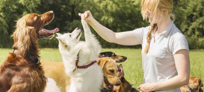 mondofido pet sitter e1501401096732
