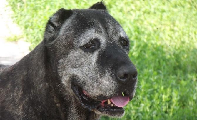 mondofido sociopatia del cane e1500995418255