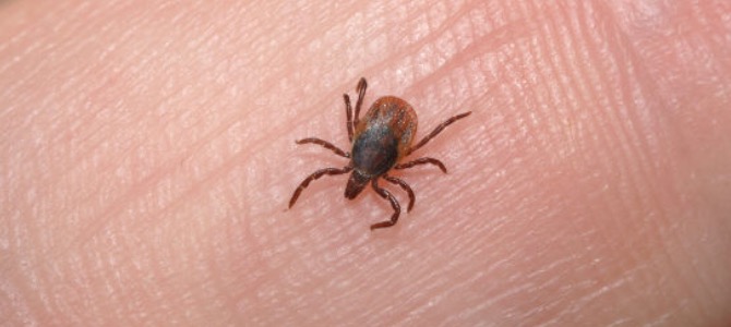 mondofido zecca