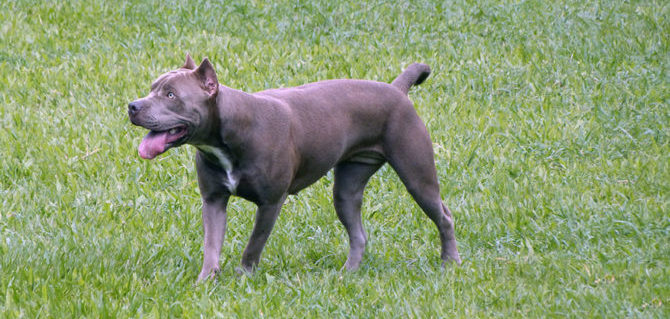 Cani cattivi? Il ritorno delle liste di cani pericolosi.