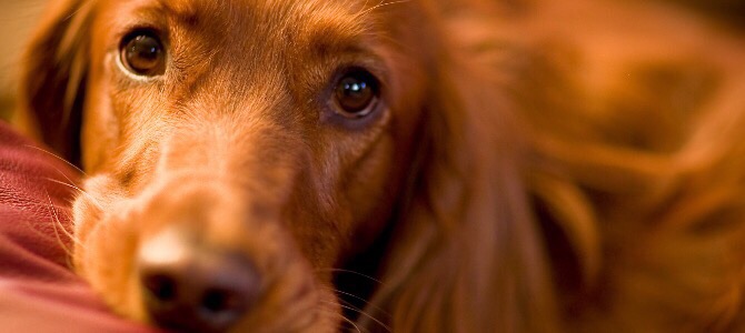 Tumore ai testicoli nel cane: come riconoscerlo e curarlo