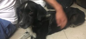 20645209 1774629612829702 7489845437346198818 o e1502295371742