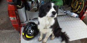 Mondofido Camilla e1503660805530