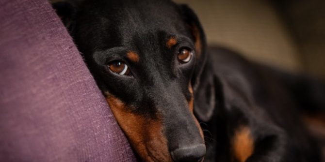 Un terreno come casa per 54 cani