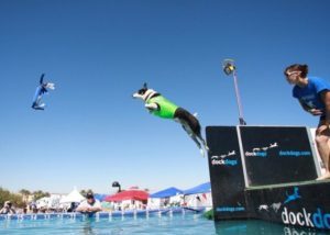 Mondofido Dock Diving DockDogs e1503828594700