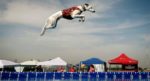 Che Sport puoi far fare al tuo cane: Dock Diving