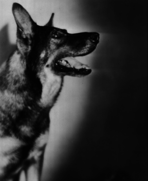 Mondofido Rin Tin Tin