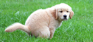 Mondofido Test del Dna e1504111337466