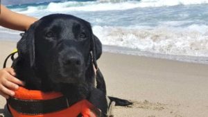 Mondofiso Lux Cane Bangnino e1503830328475