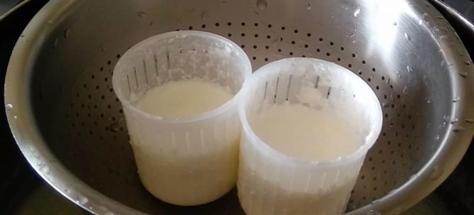 Ricotta di capra fatta in casa per i nostri cani (autoproduzione)