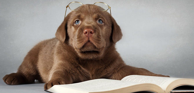 cane intelligente e1502811209540