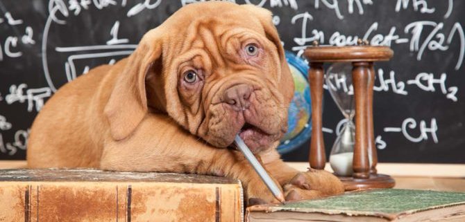 Educazione ed apprendimento del cane, molto dipende da noi.