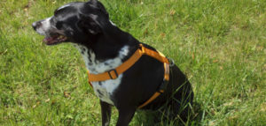 collare pettorina e1503839379519