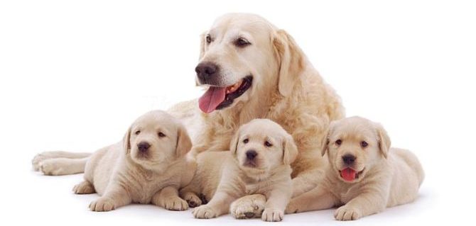 Lo sviluppo del cane, cosa fare e quando: dall’arrivo in casa ai 6 mesi d’età.
