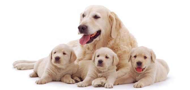 cuccioli e mamma e1503339476782