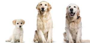 fasi crescita cane golden e1503342190215