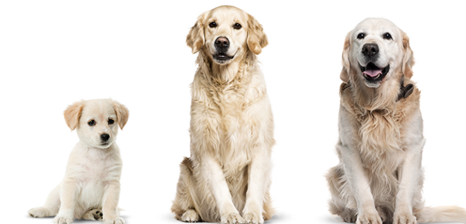 fasi crescita cane golden e1503342190215