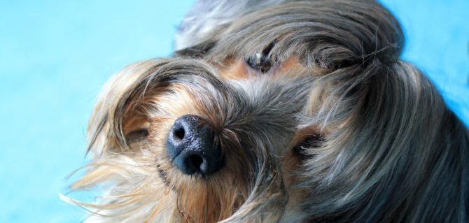 identità del cane e1503831129424