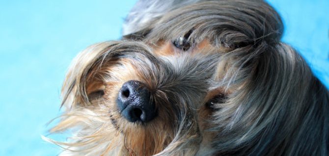 Il cane e la sua identità.