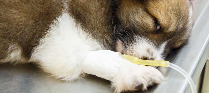 Coronavirus nel cane: cos’è e come prevenirlo