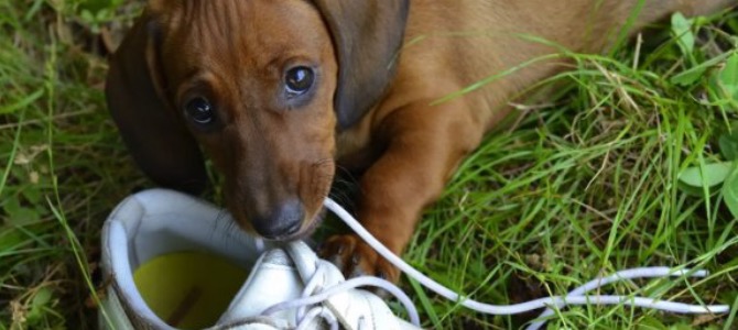 Pica nel cane: cosa fare quando Fido mangia qualsiasi cosa