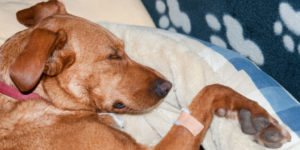 modofido coagulazione e1502462101888