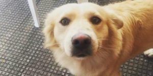 mondofido Billy e1501794706852