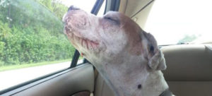 mondofido Libra ultimo viaggio e1504108922412