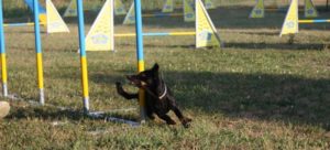 mondofido Nala campionessa agility e1502120272189