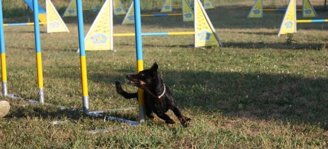 Nala, piccola grande campionessa al World Agility Championship 2017