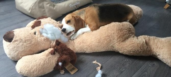 mondofido ansia da separazione cane e1504011534977