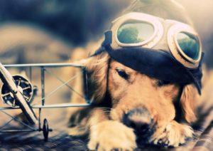 mondofido cane aereo e1502380758125