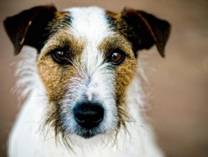 mondofido cane anziano 3