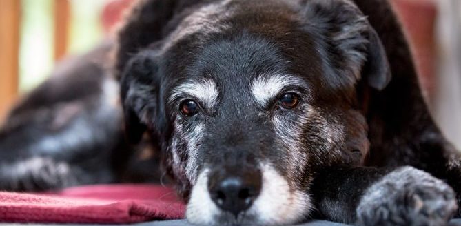 mondofido cane anziano e1502202351459