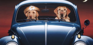 mondofido cane auto e1502379615241